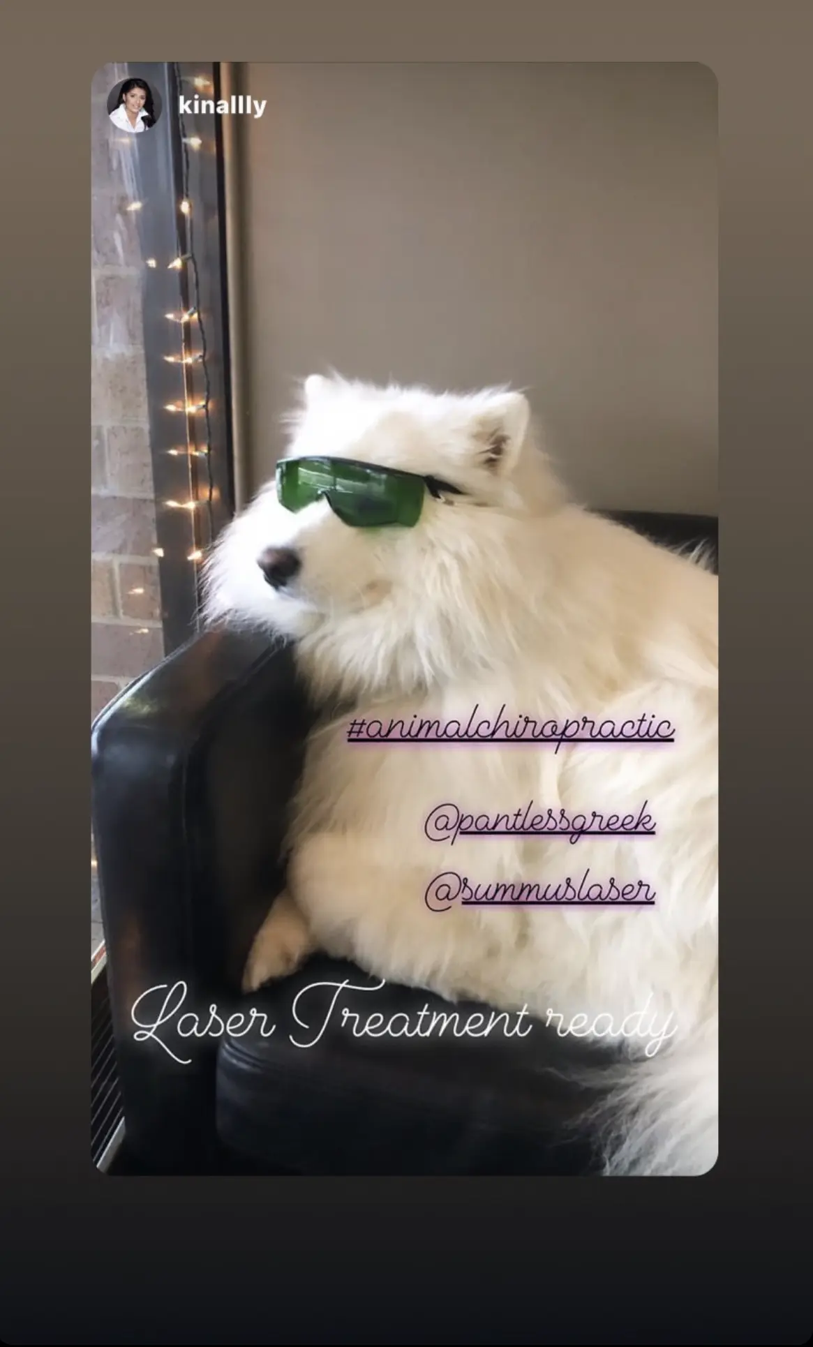 @summuslaser; instagram story; dog lounging on the couch in protective goggles about to receive laser treatment