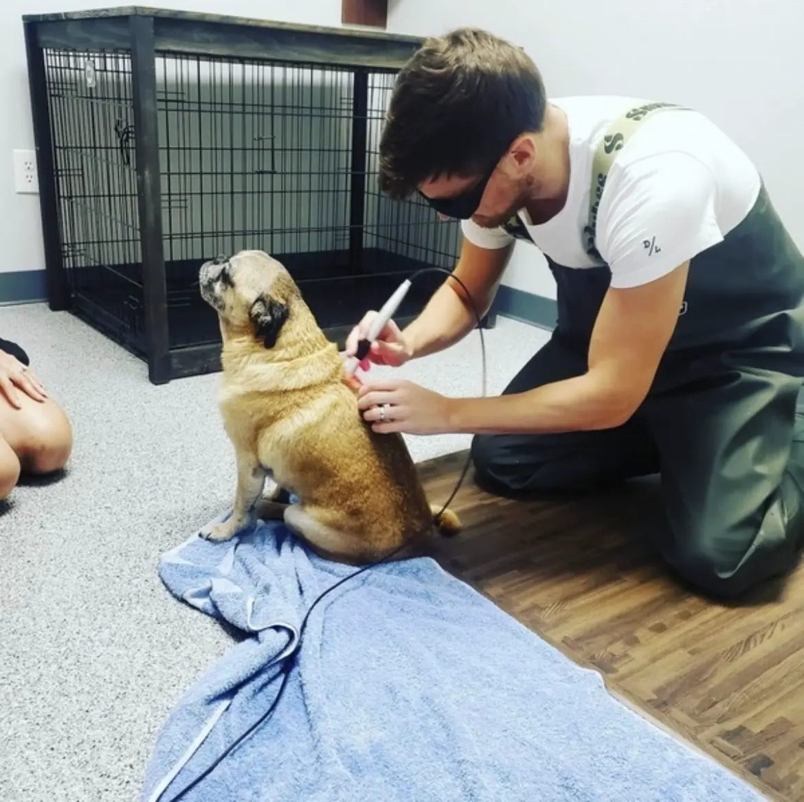 @summuslaser; instagram post; vet providing laser therapy to a small dog
