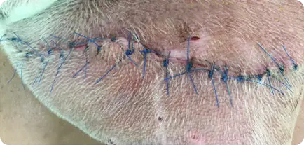DAY 3 OF LASER THERAPY: stitches on animal skin; skin area has returned to a normal state while the stitches are still healing