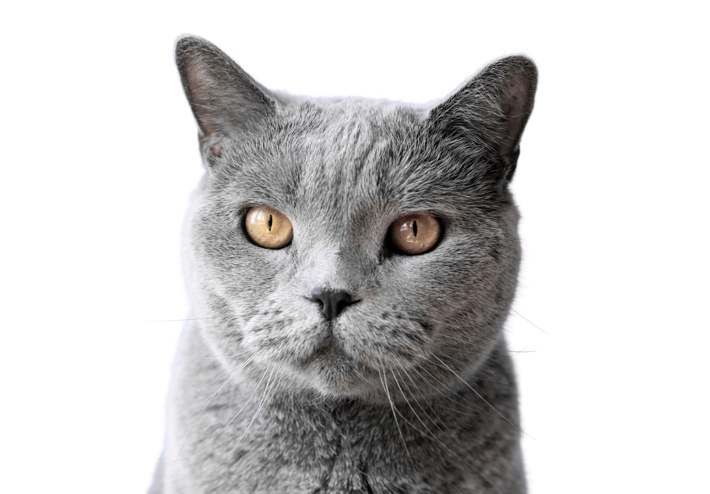 Veterinary Conditions; gray cat with hazel eyes