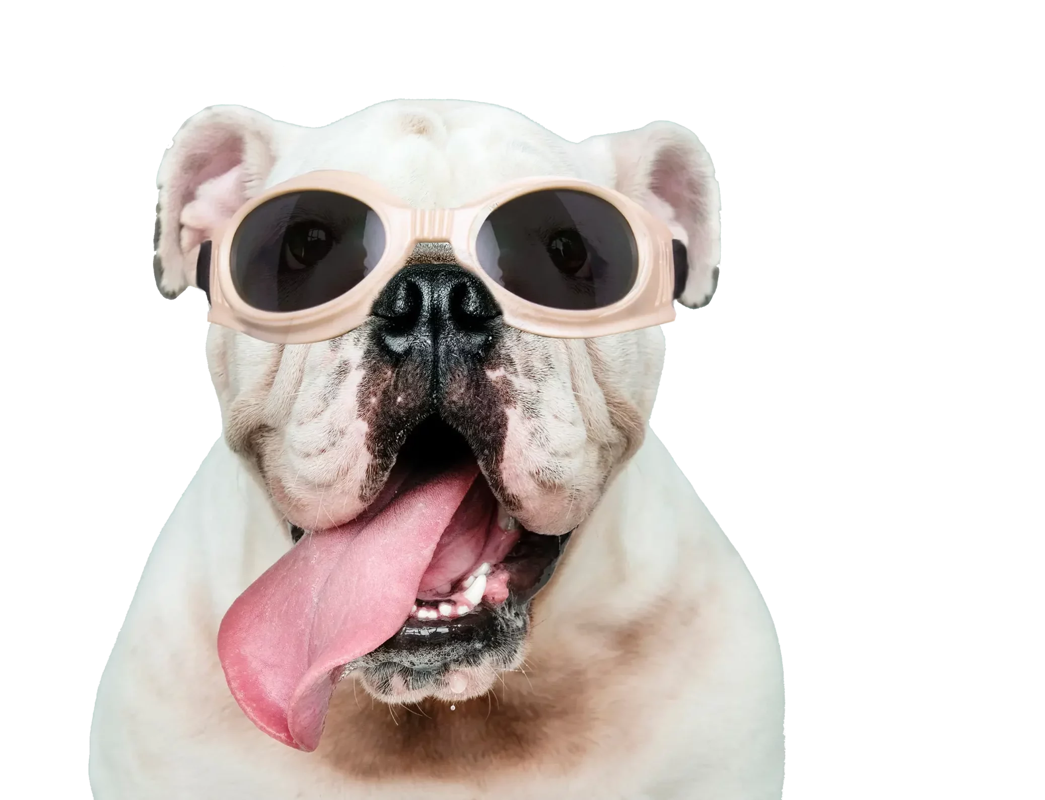 Veterinary Home page; white bulldog with pink goggles on
